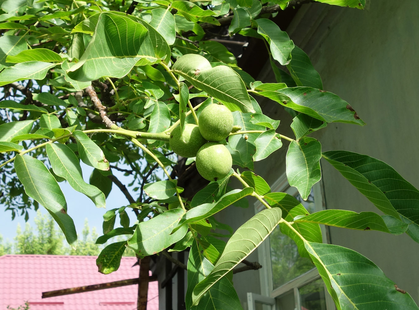 Image of Juglans regia specimen.