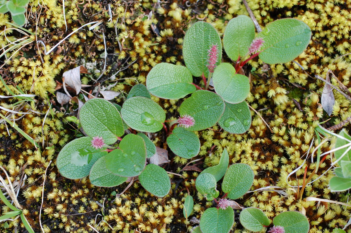 Изображение особи Salix reticulata.