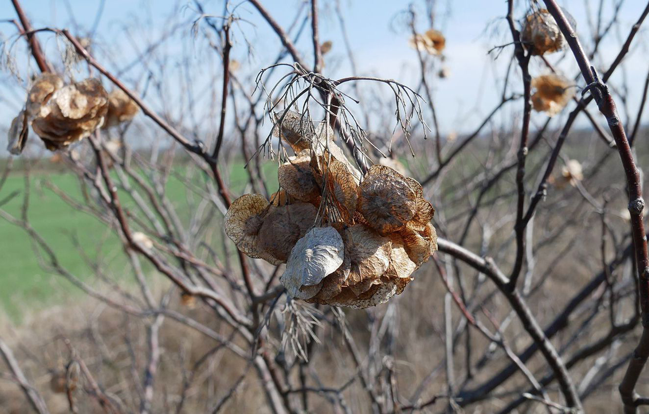 Изображение особи Ptelea trifoliata.