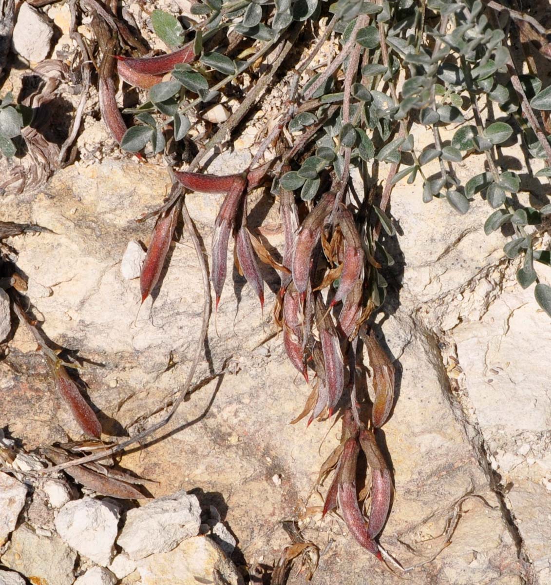 Изображение особи Astragalus cyprius.