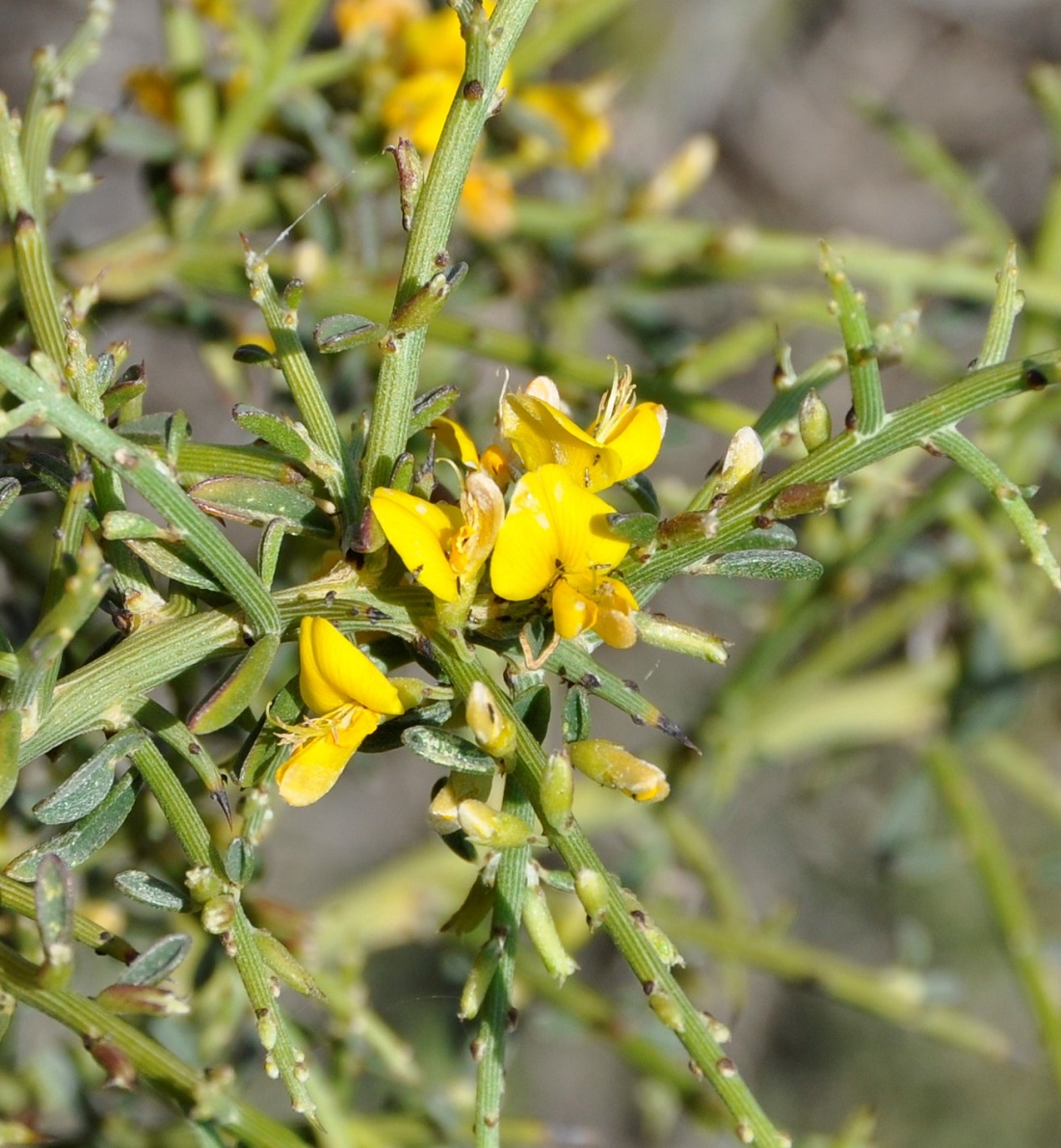 Image of Genista fasselata specimen.