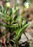 Viola occulta
