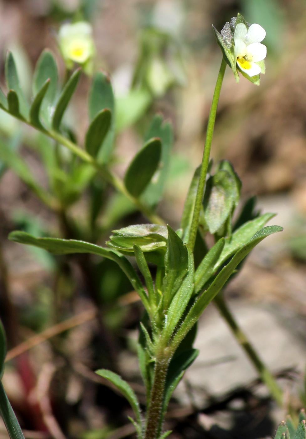 Image of Viola occulta specimen.