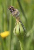 Urospermum dalechampii. Соплодие с неопавшими венчиками увядших цветков. Испания, автономное сообщество Каталония, провинция Жирона, комарка Баш Эмпорда, муниципалитет Калонже, лужайка. 04.05.2020.