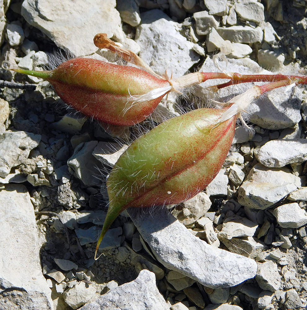 Изображение особи Astragalus utriger.