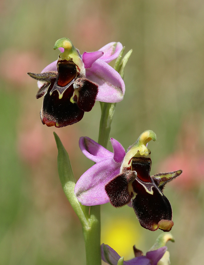 Изображение особи Ophrys oestrifera.