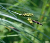 Carex cespitosa. Верхушка плодоносящего побега. Пермский край, г. Пермь, Кировский р-н, пос. Кировский, дол. р. Заборная, сырой луг. 13.06.2020.