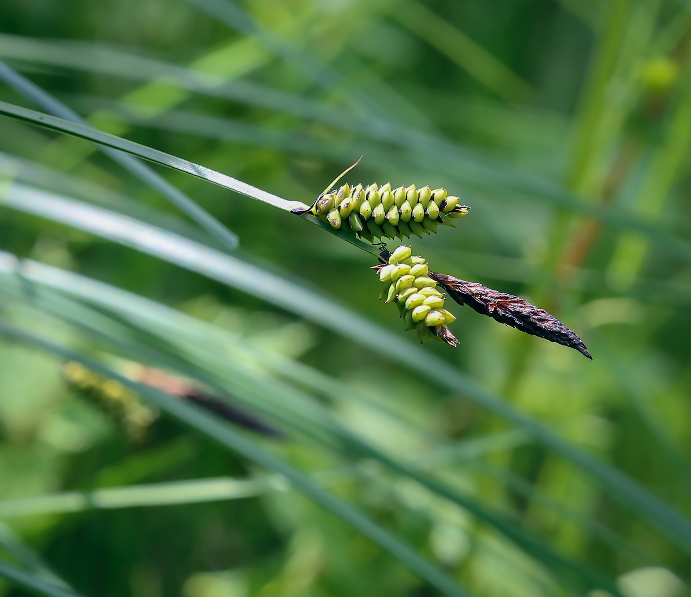 Изображение особи Carex cespitosa.