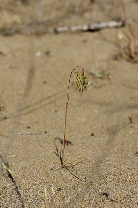 Изображение особи Anisantha tectorum.