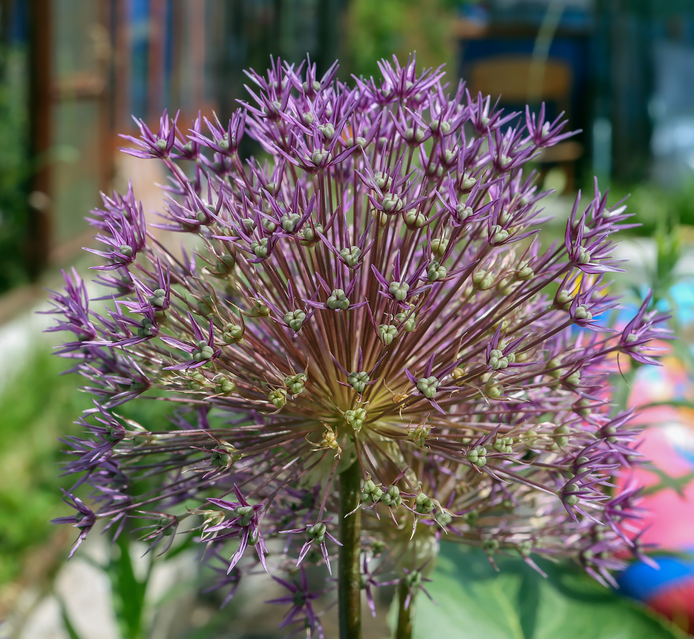 Image of genus Allium specimen.