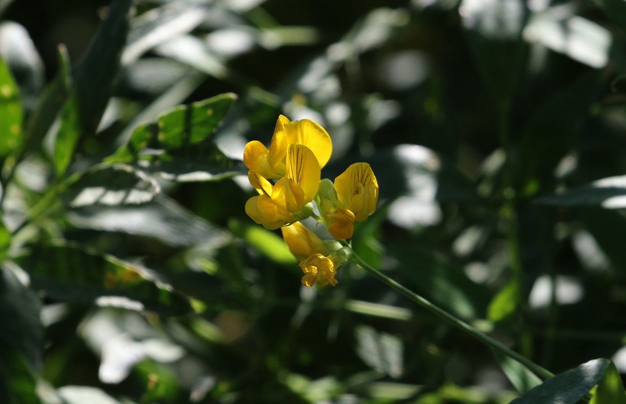 Изображение особи Lathyrus pratensis.