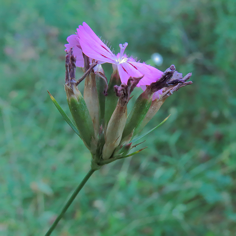 Изображение особи Dianthus borbasii.