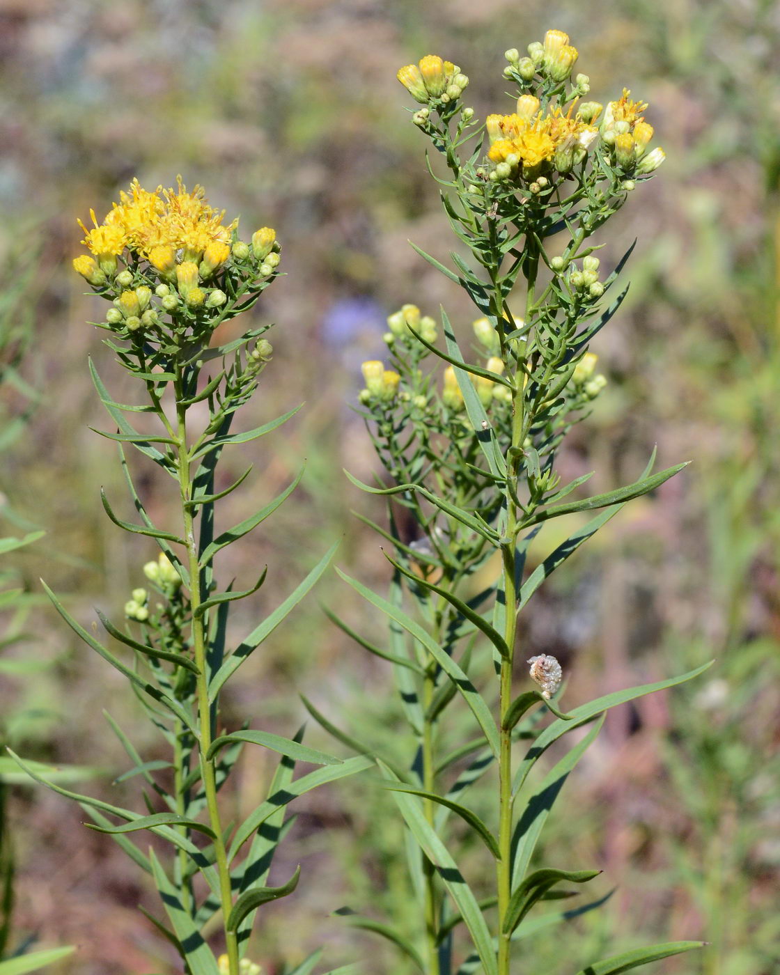 Image of Galatella trinervifolia specimen.