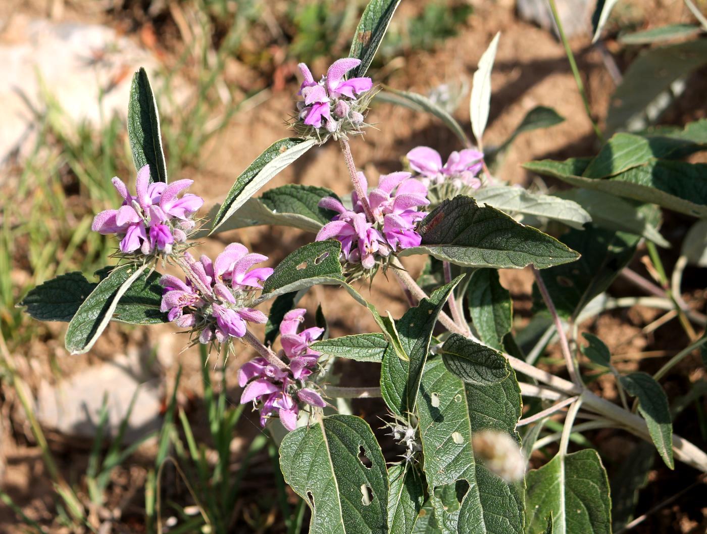 Изображение особи Phlomis regelii.