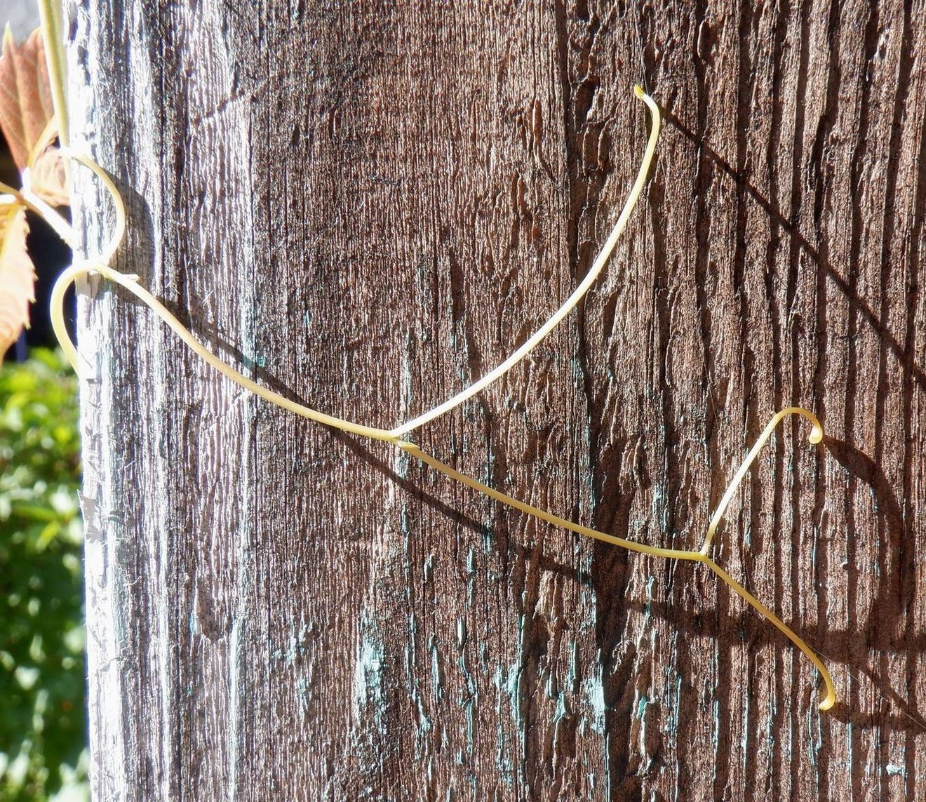 Image of Parthenocissus inserta specimen.