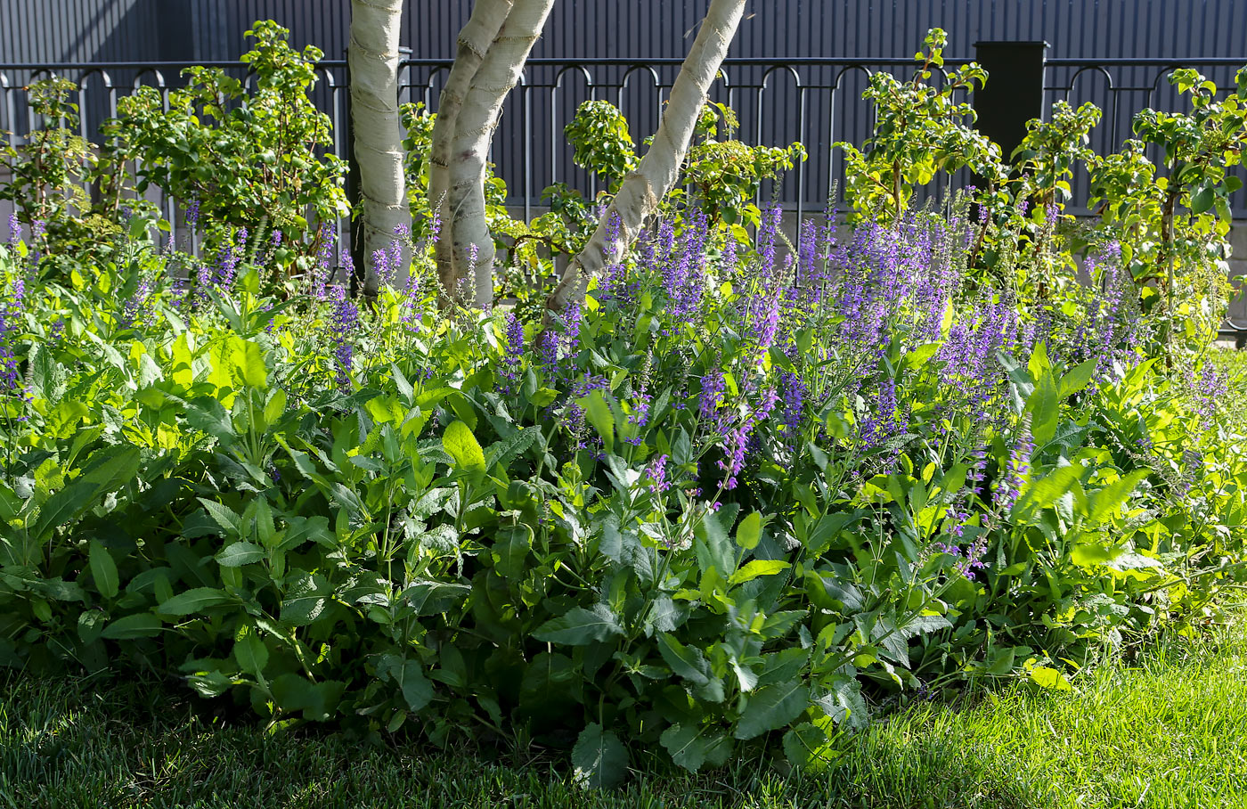 Изображение особи Salvia nemorosa.