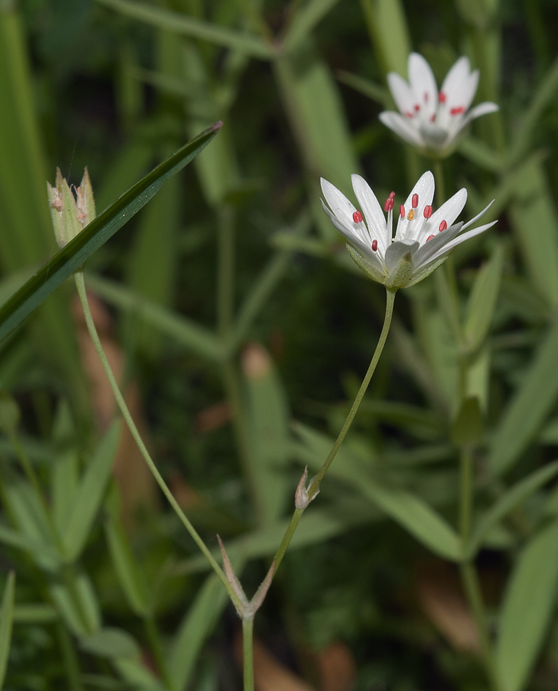 Image of Stellaria hebecalyx specimen.