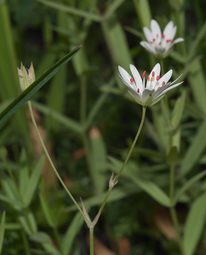 Изображение особи Stellaria hebecalyx.