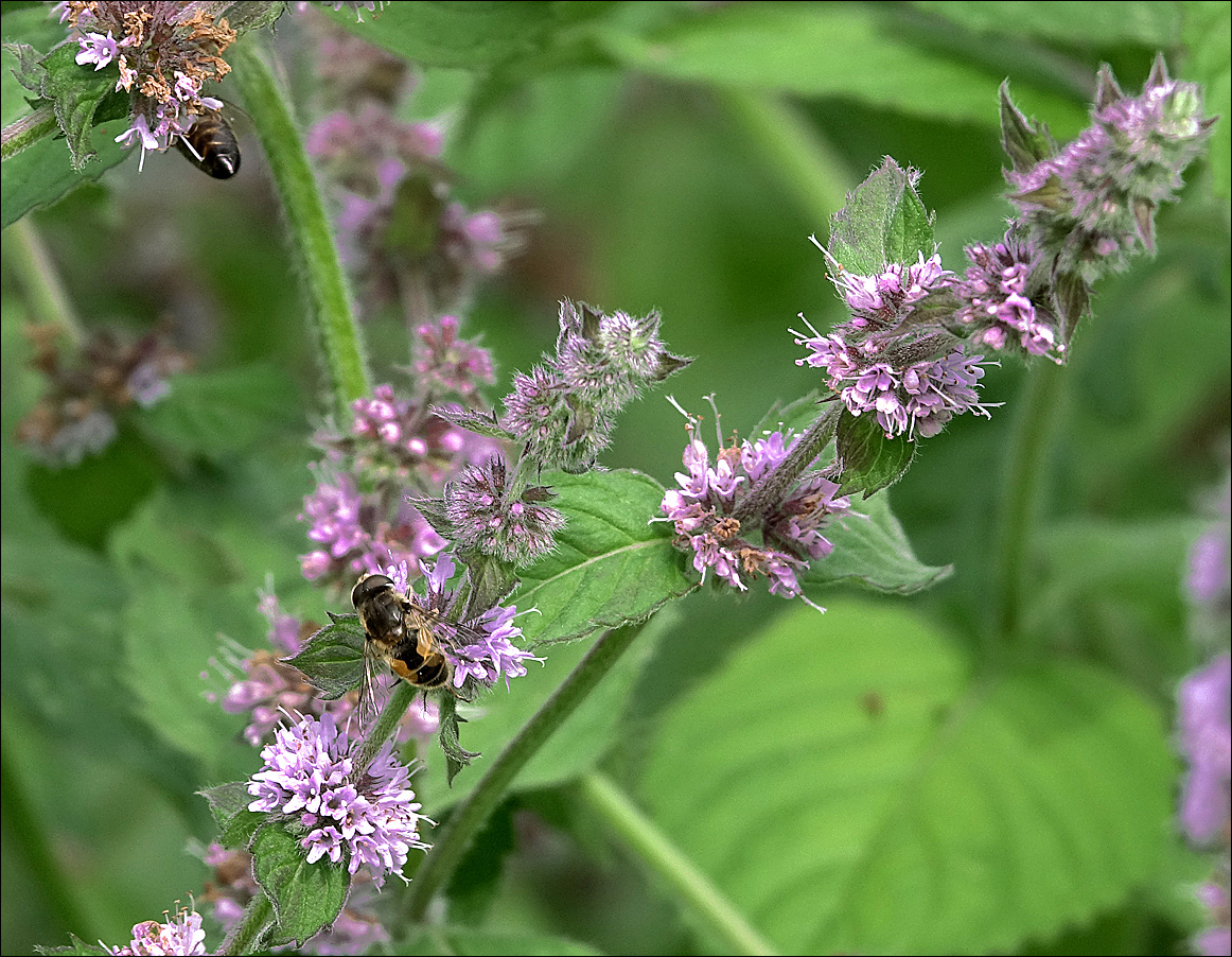 Изображение особи род Mentha.