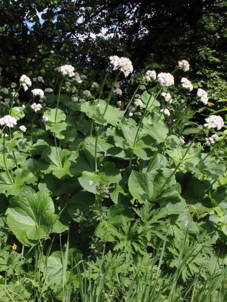 Image of Valeriana alliariifolia specimen.