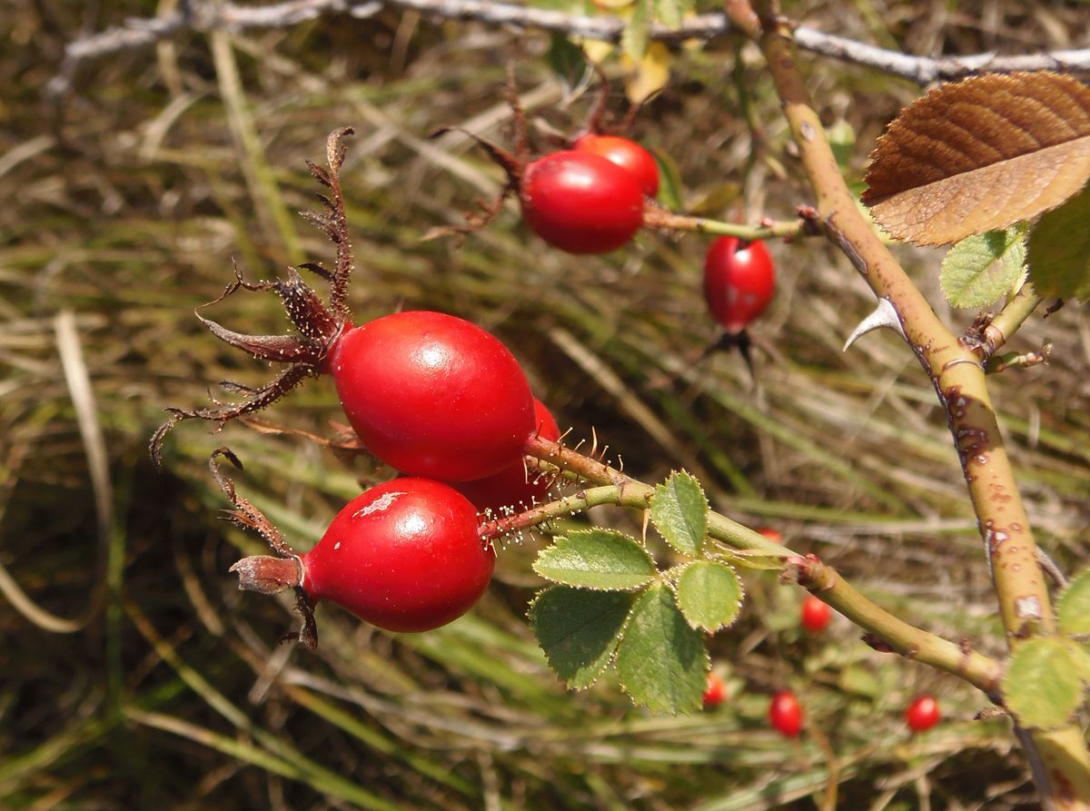 Изображение особи Rosa rubiginosa.