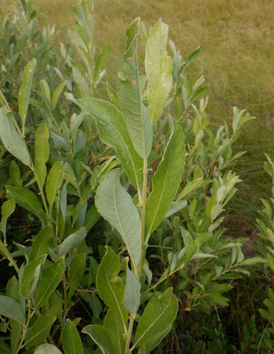 Изображение особи Salix cinerea.