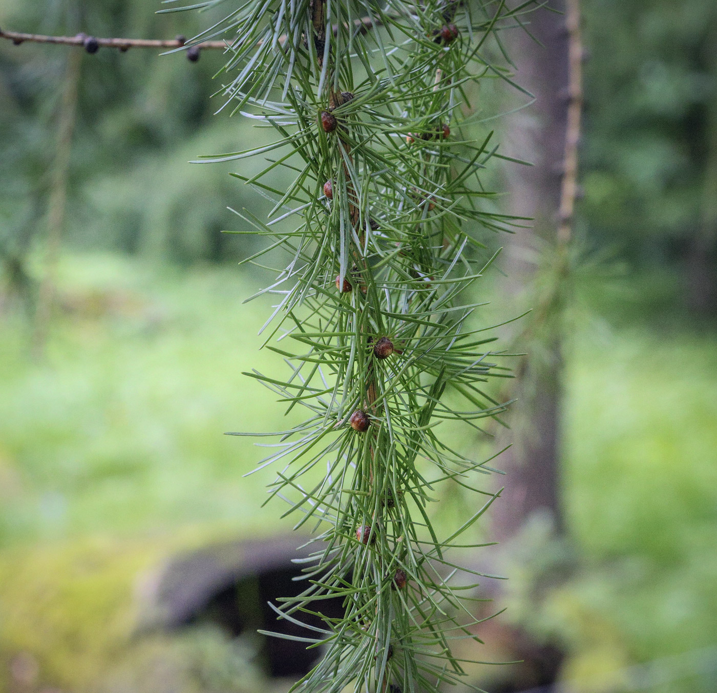 Изображение особи Larix decidua.