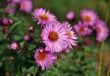 Symphyotrichum novae-angliae