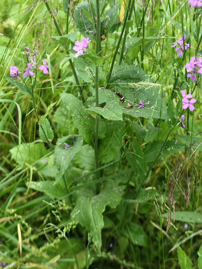 Image of Hesperis matronalis specimen.