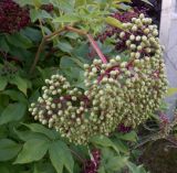 Sambucus nigra