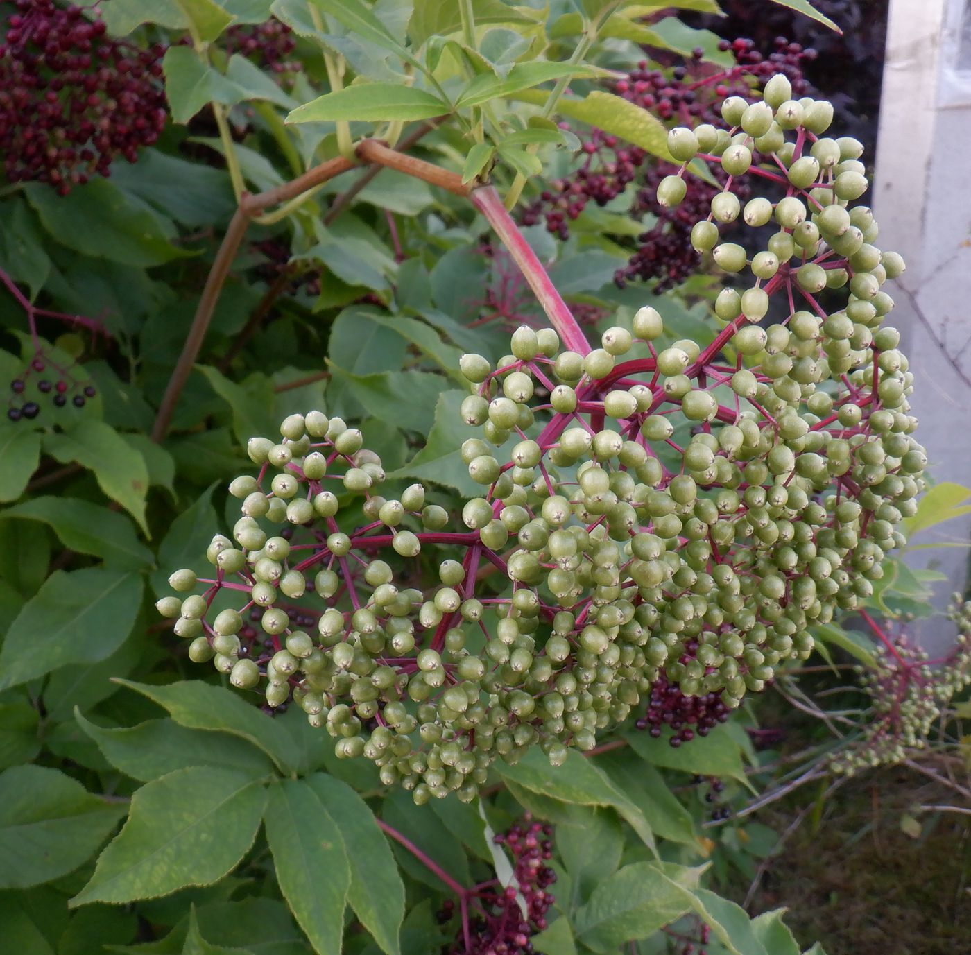 Изображение особи Sambucus nigra.