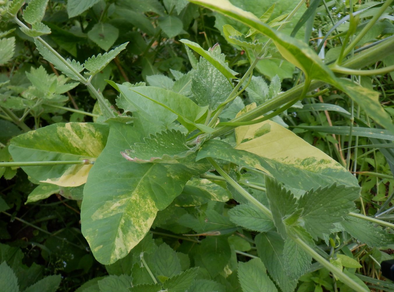 Изображение особи Convolvulus arvensis.