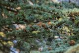 Cedrus libani