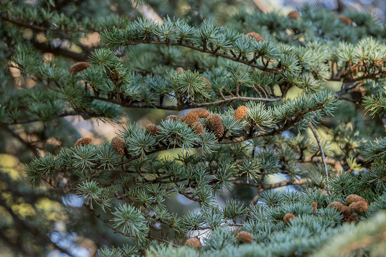 Image of Cedrus libani specimen.