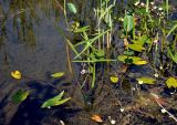 Sagittaria sagittifolia. Цветущее растение. Московская обл., Раменский гор. округ, окр. пос. Гжель, затопленный глиняный карьер, в воде у берега. 01.07.2020.