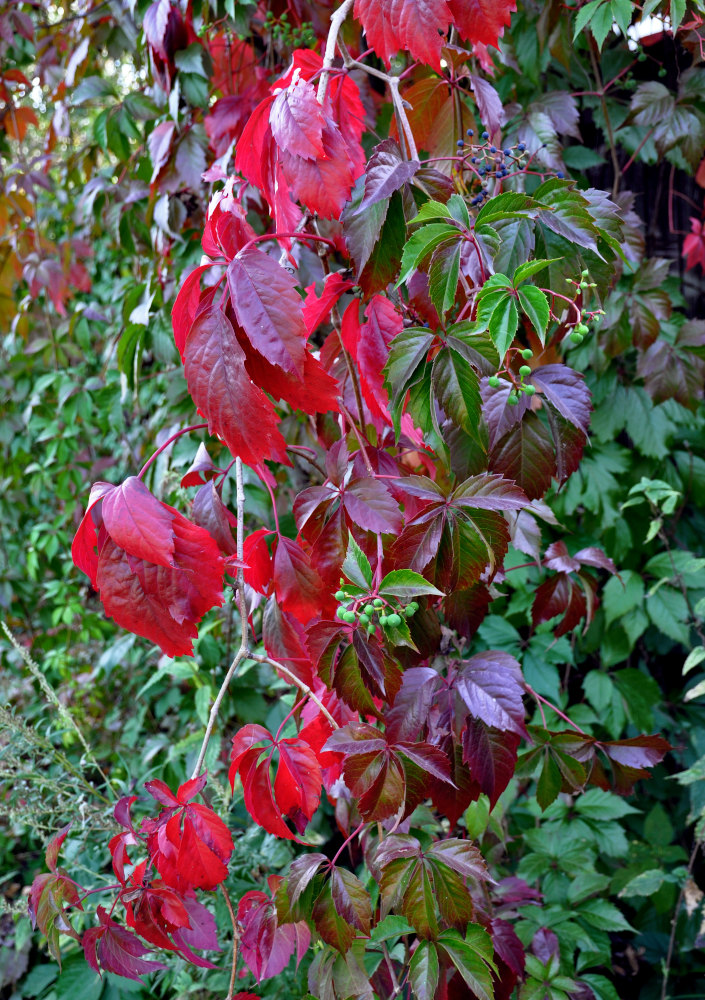 Изображение особи Parthenocissus quinquefolia.