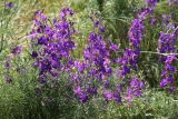 Delphinium ajacis. Верхушки цветущих растений. Ростовская обл., Пролетарский р-н, окр. г. Пролетарск, край с/х поля у лесозащитной полосы. 01.06.2019.