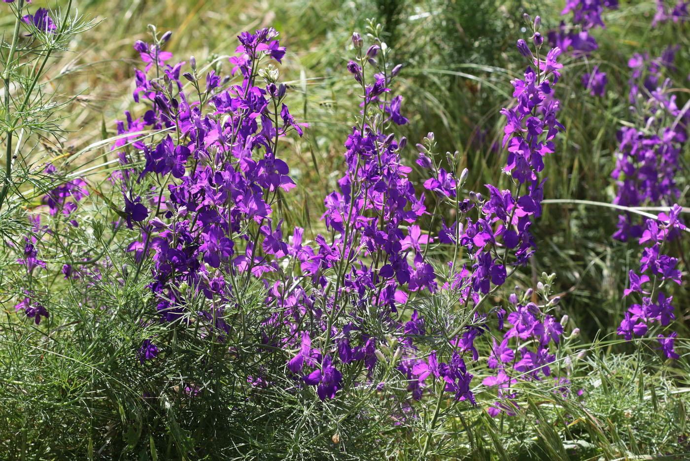 Image of Delphinium ajacis specimen.