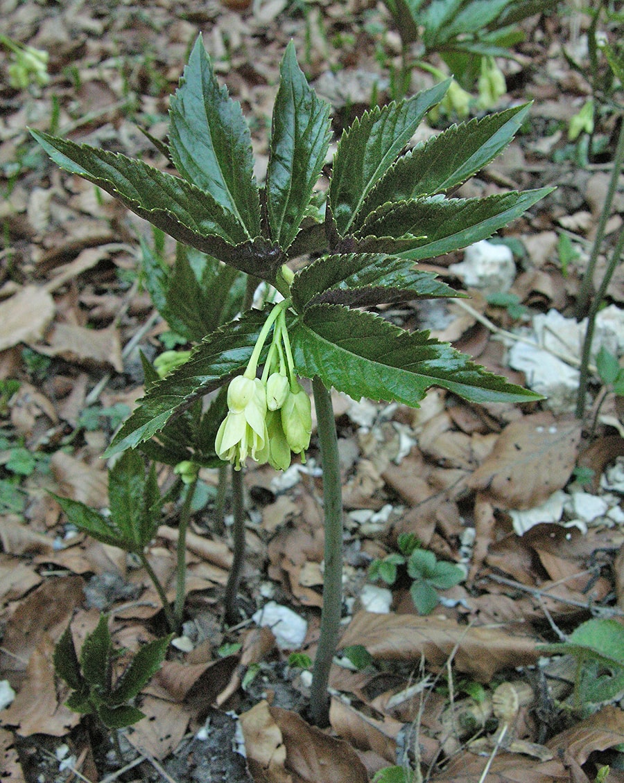 Image of Cardamine enneaphyllos specimen.