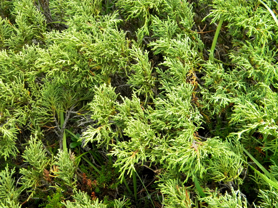 Изображение особи Juniperus pseudosabina.