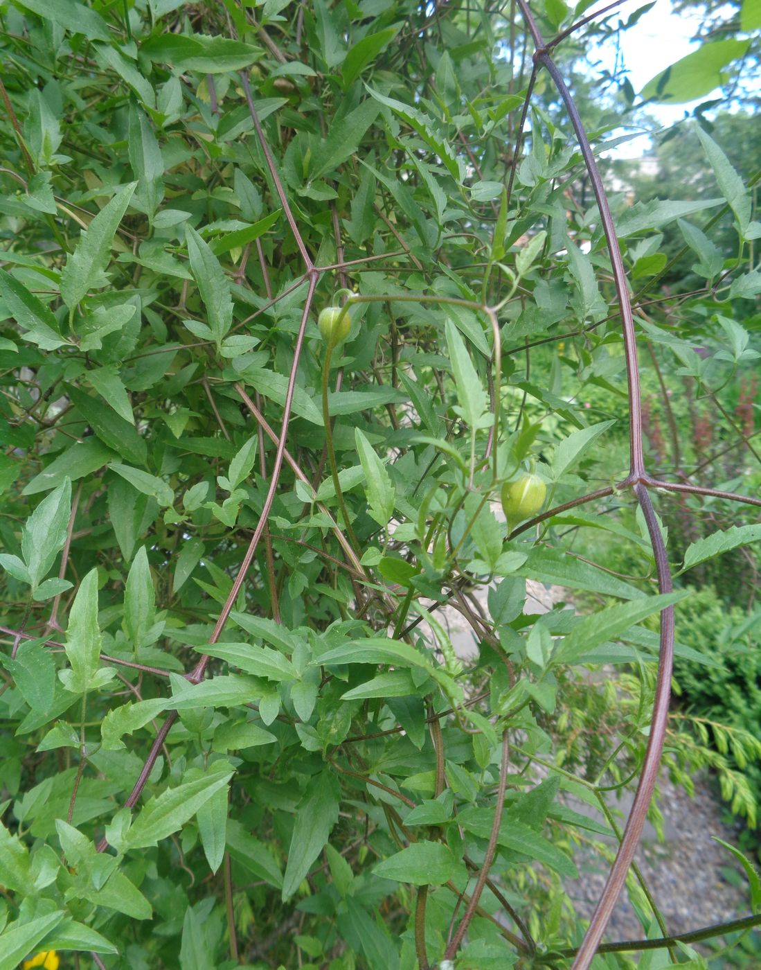 Изображение особи Clematis tangutica.