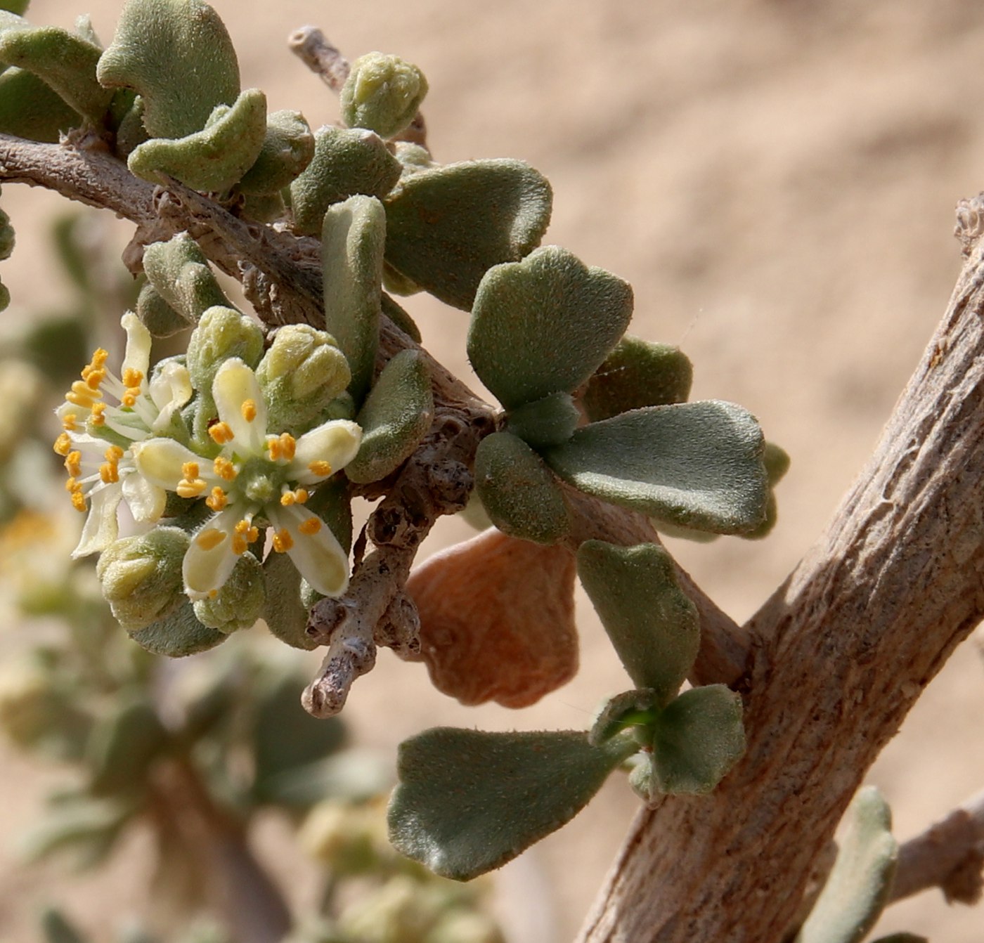 Image of Nitraria retusa specimen.