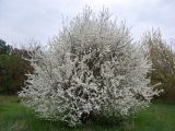 Prunus cerasifera