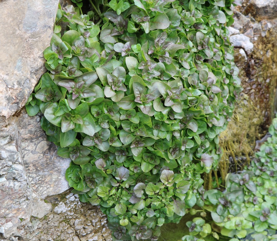 Изображение особи Veronica anagallis-aquatica.