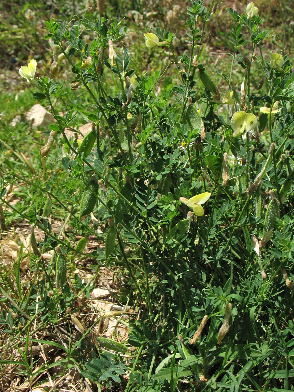 Image of Vicia hybrida specimen.