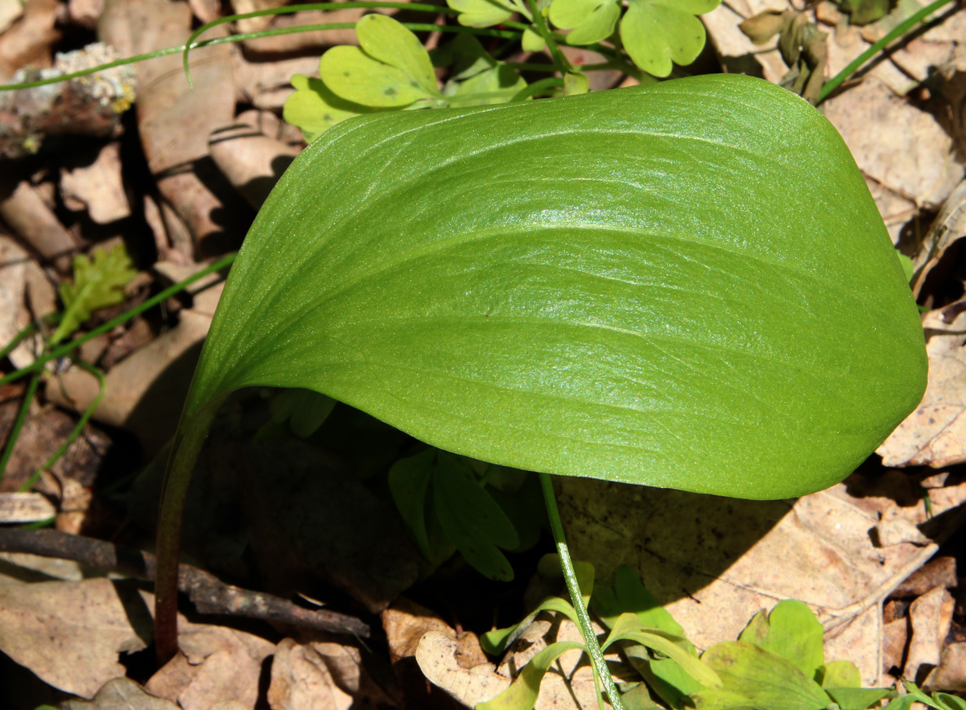 Изображение особи Lilium pilosiusculum.