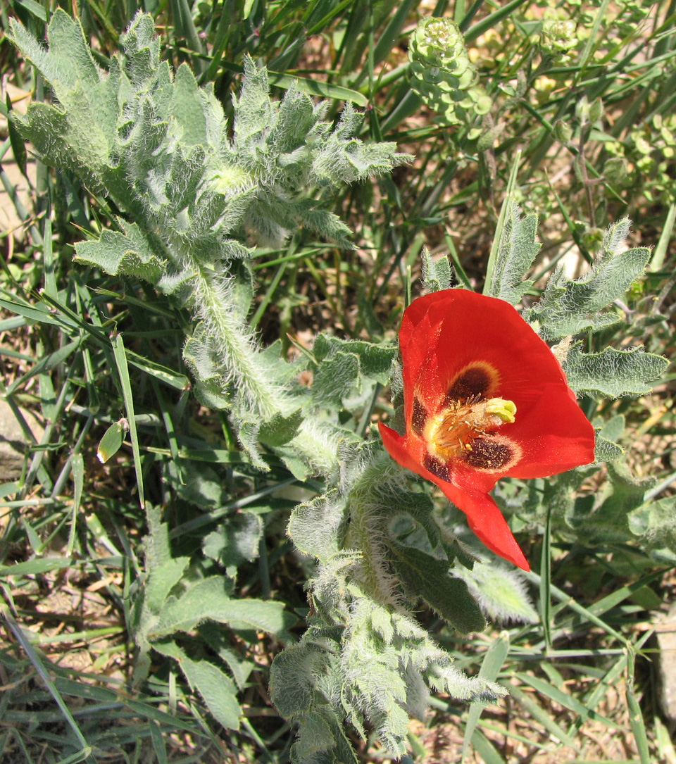 Image of Glaucium corniculatum specimen.