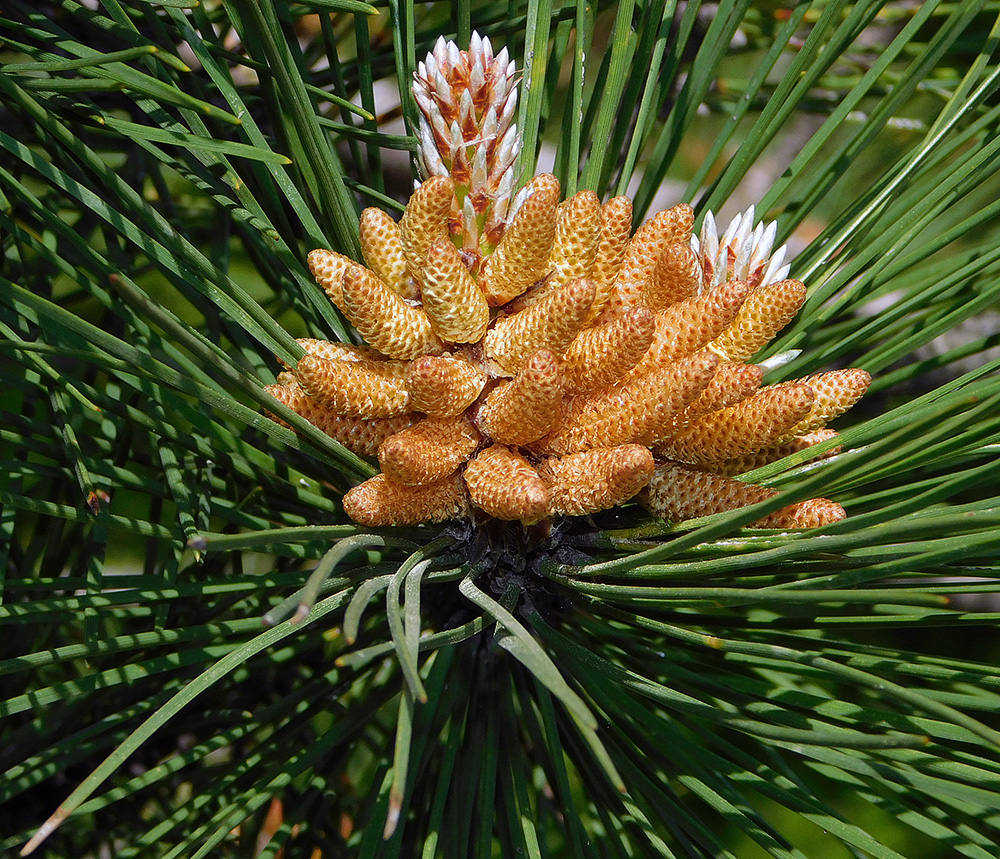 Изображение особи Pinus pallasiana.