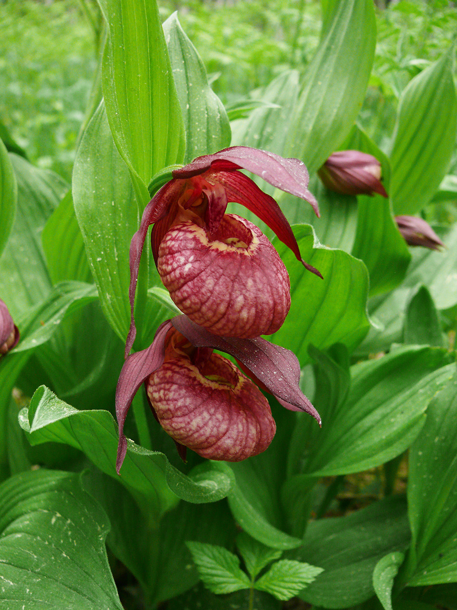 Image of Cypripedium &times; ventricosum specimen.