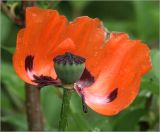 Image of taxon representative. Author is Виталий Гуменюк